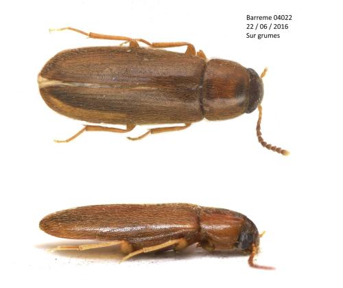 Rushia parreyssii